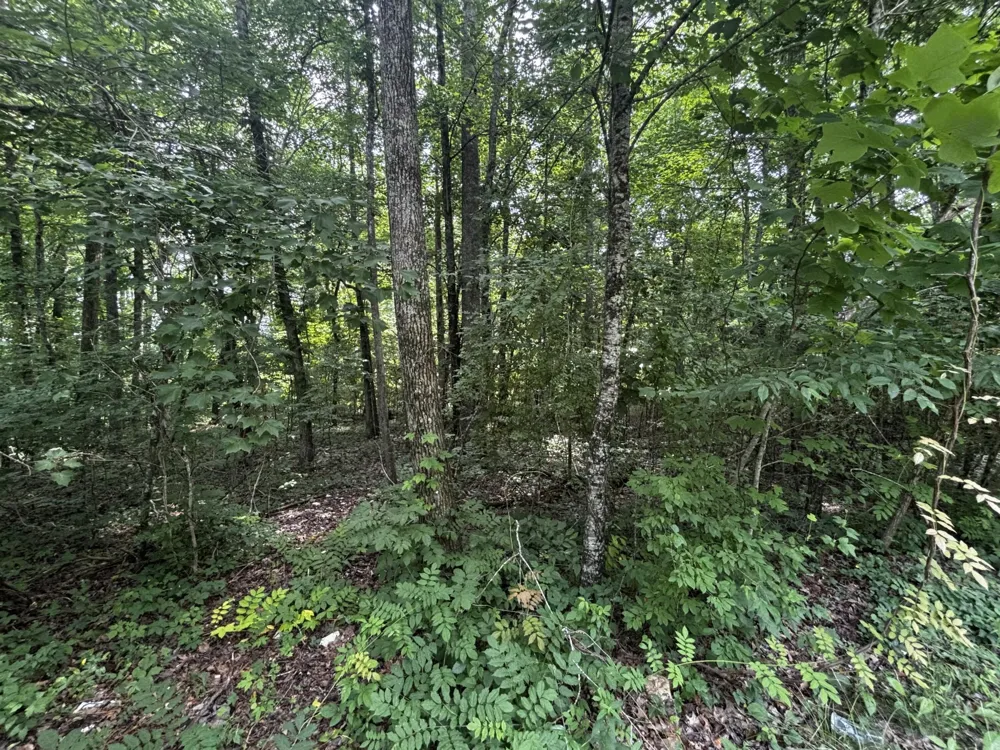 63 Sunset Bluff Way Monteagle, TN 37356