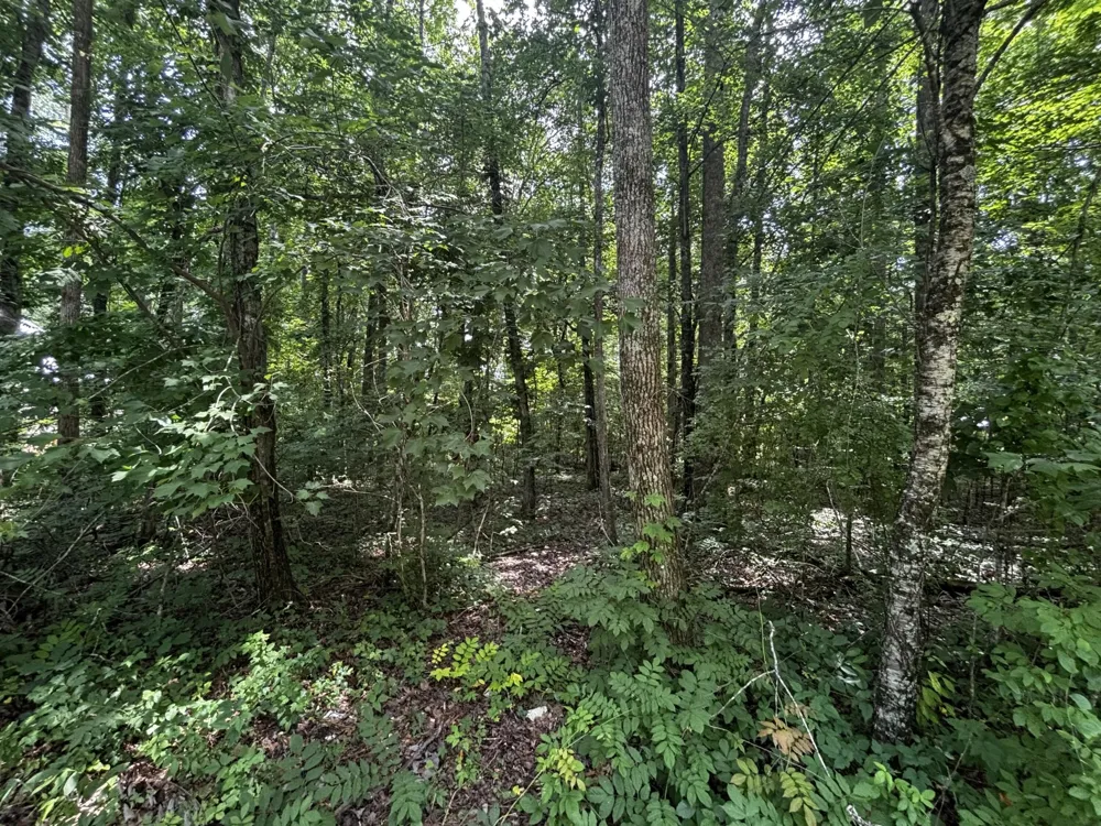 63 Sunset Bluff Way Monteagle, TN 37356