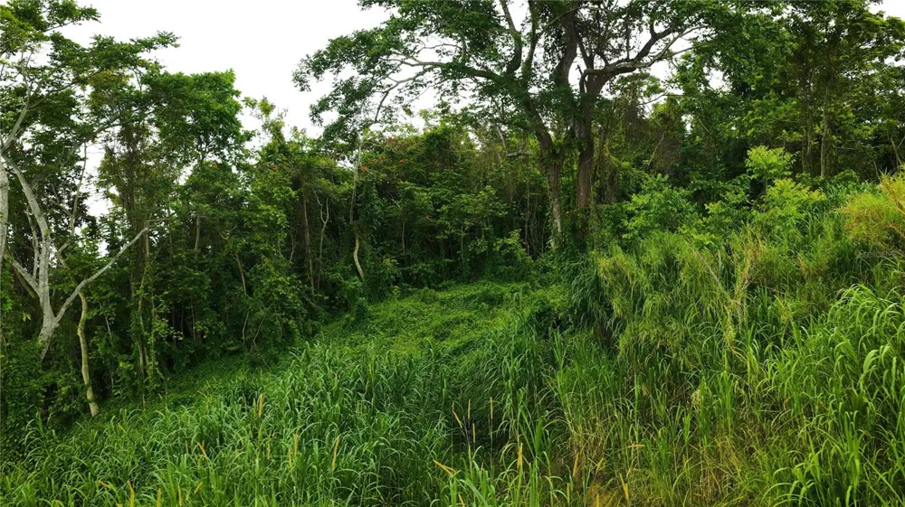PR181 km 53.3 SECTOR LA SILLA  CARR 941 Gurabo, PR 00778
