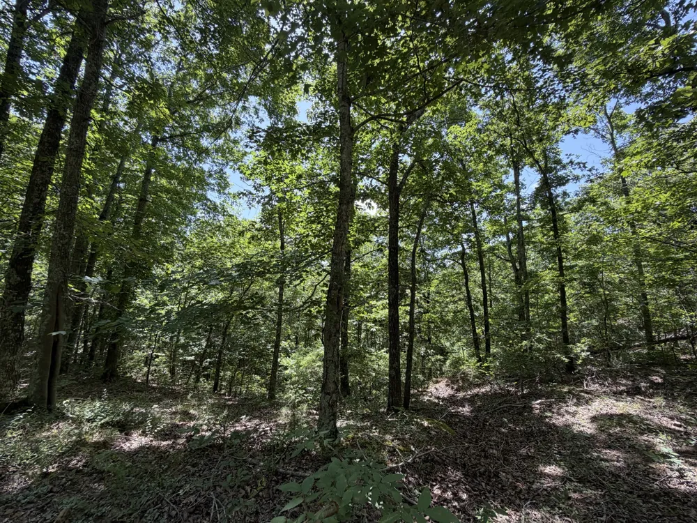215 Bar Bee Rd Hohenwald, TN 38462