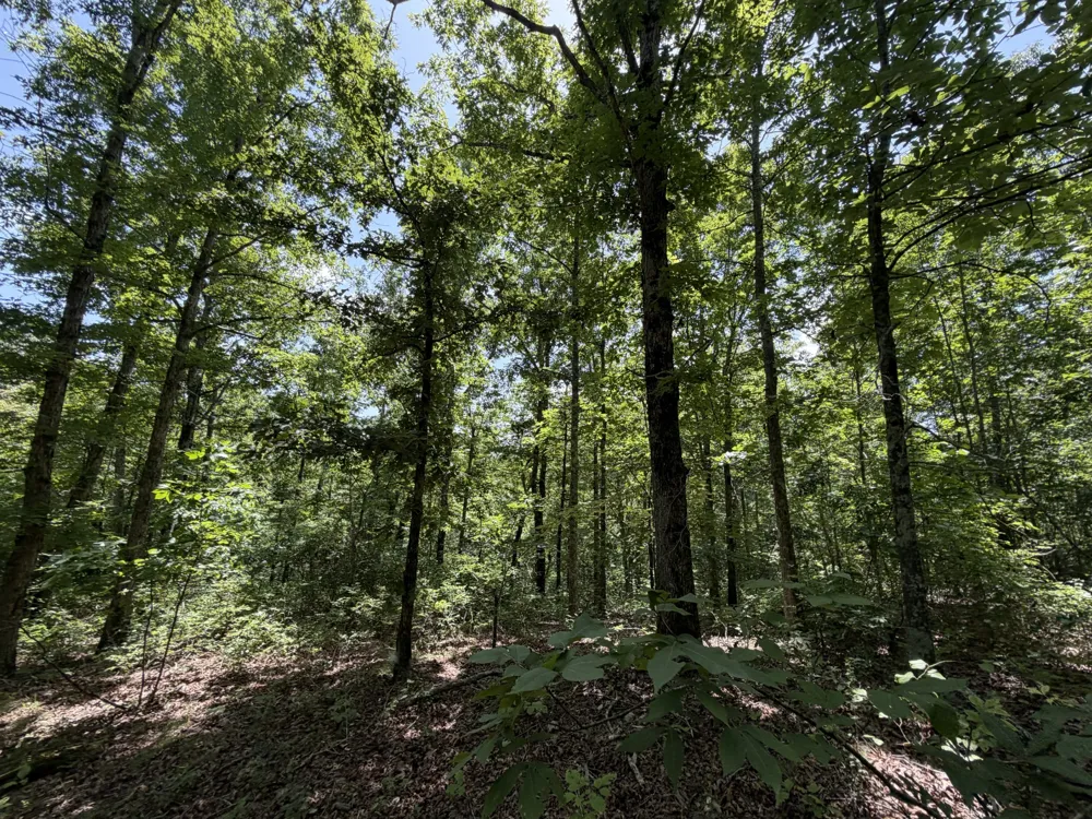 215 Bar Bee Rd Hohenwald, TN 38462