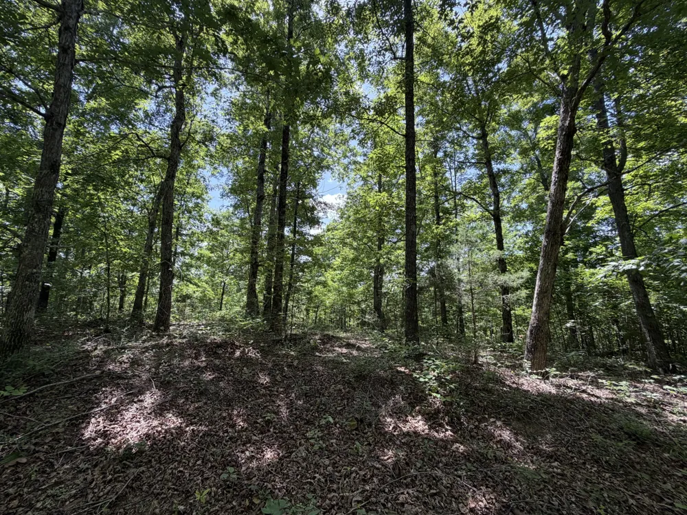 215 Bar Bee Rd Hohenwald, TN 38462