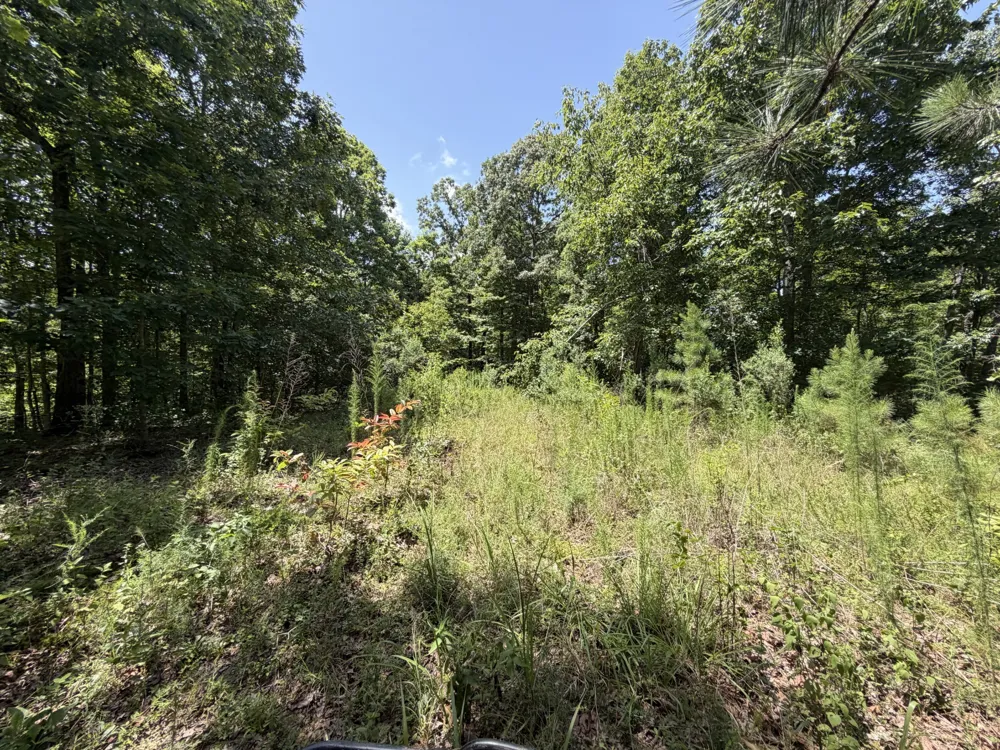 215 Bar Bee Rd Hohenwald, TN 38462