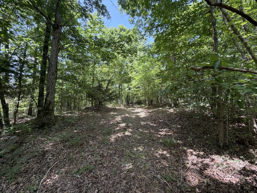 215 Bar Bee Rd Hohenwald, TN 38462