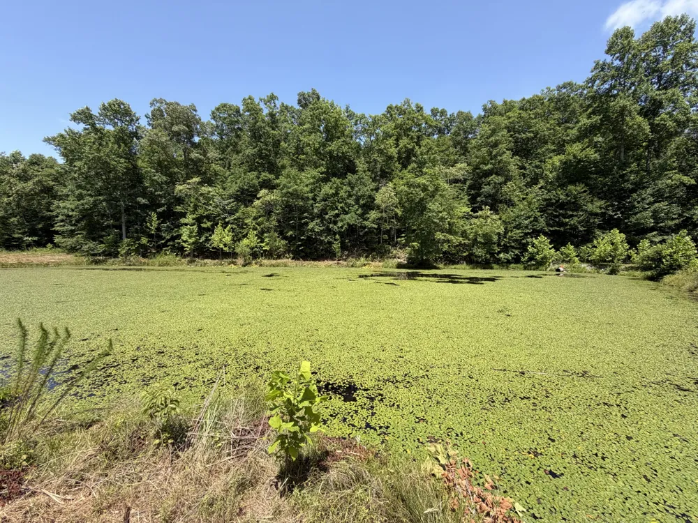 215 Bar Bee Rd Hohenwald, TN 38462