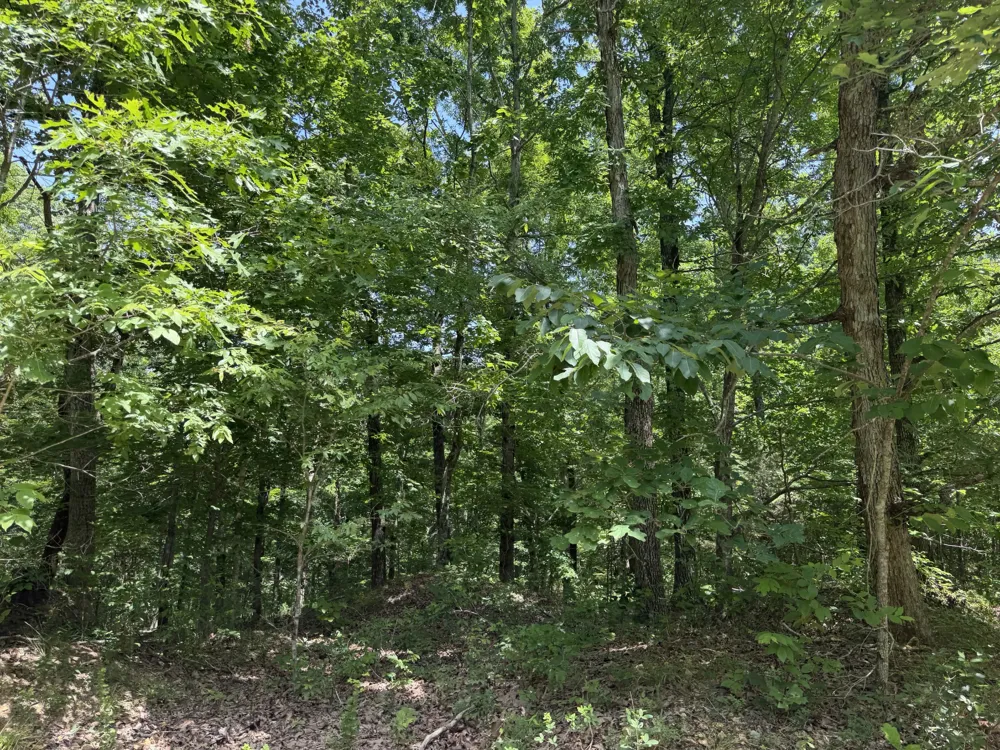215 Bar Bee Rd Hohenwald, TN 38462