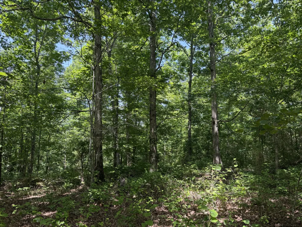215 Bar Bee Rd Hohenwald, TN 38462