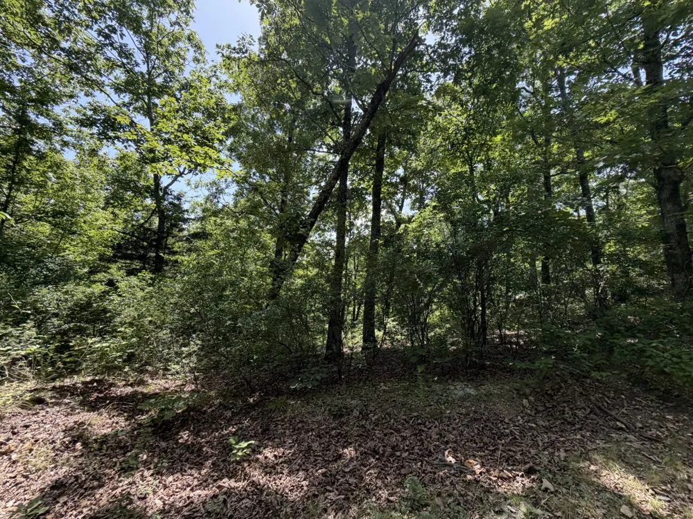 215 Bar Bee Rd Hohenwald, TN 38462