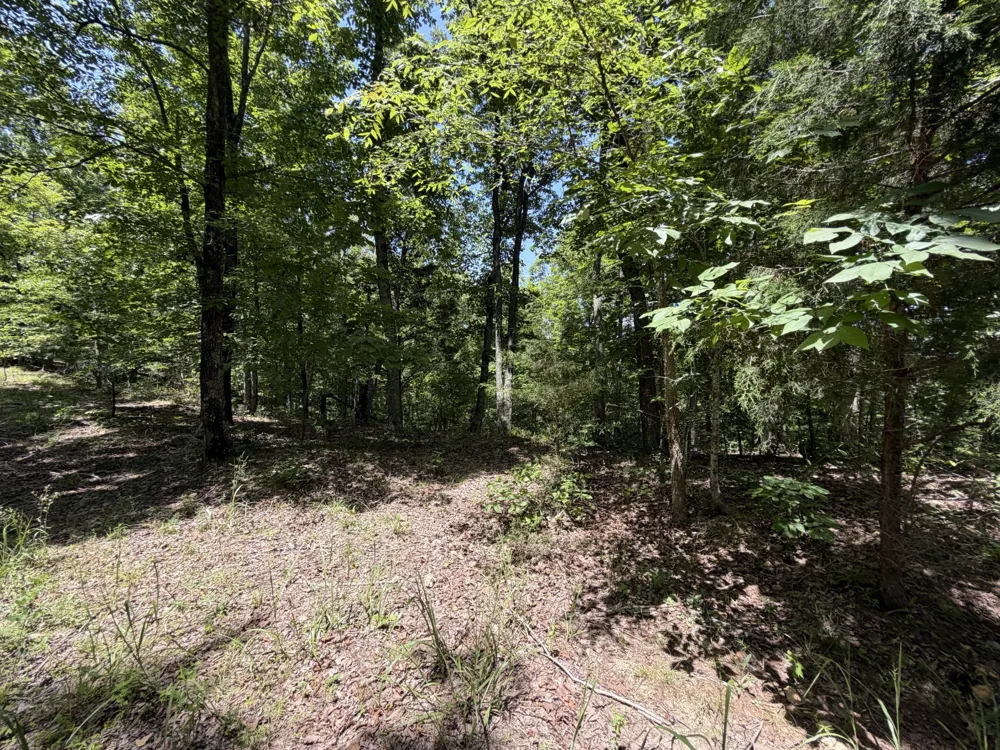 215 Bar Bee Rd Hohenwald, TN 38462