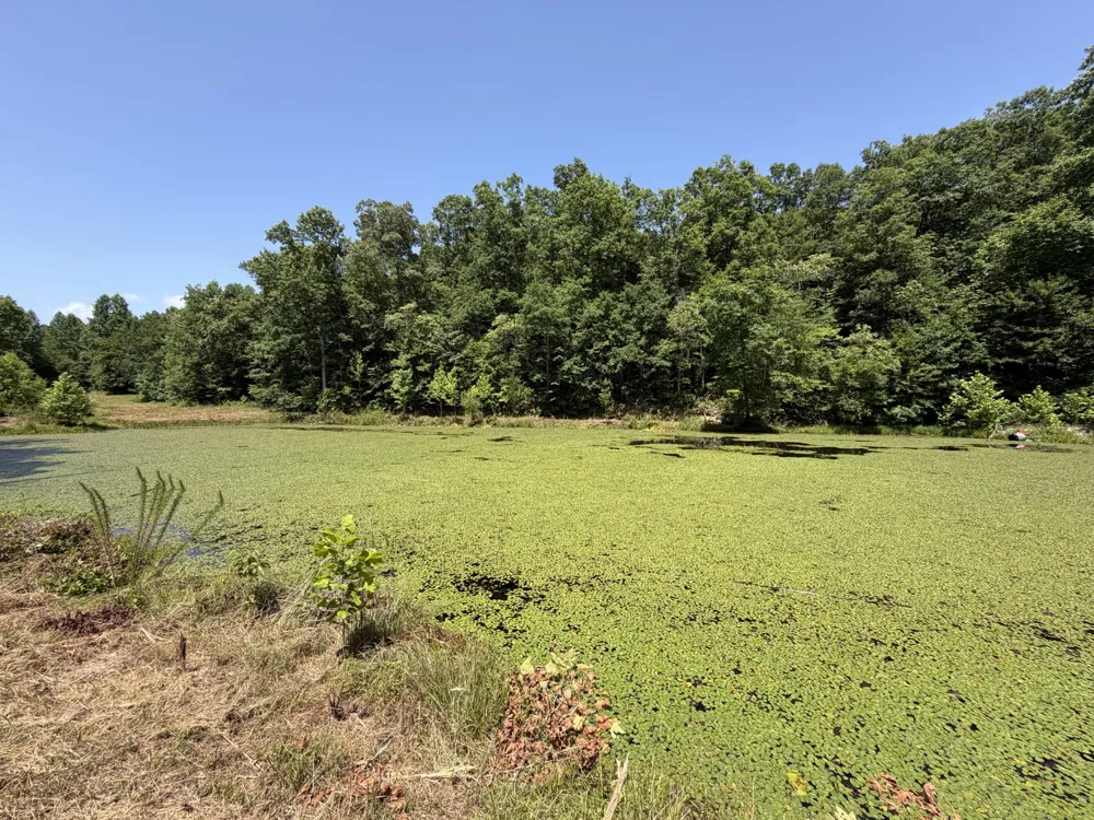 215 Bar Bee Rd Hohenwald, TN 38462
