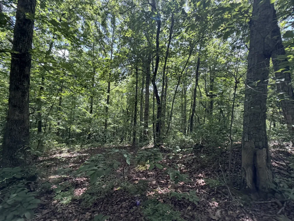 215 Bar Bee Rd Hohenwald, TN 38462