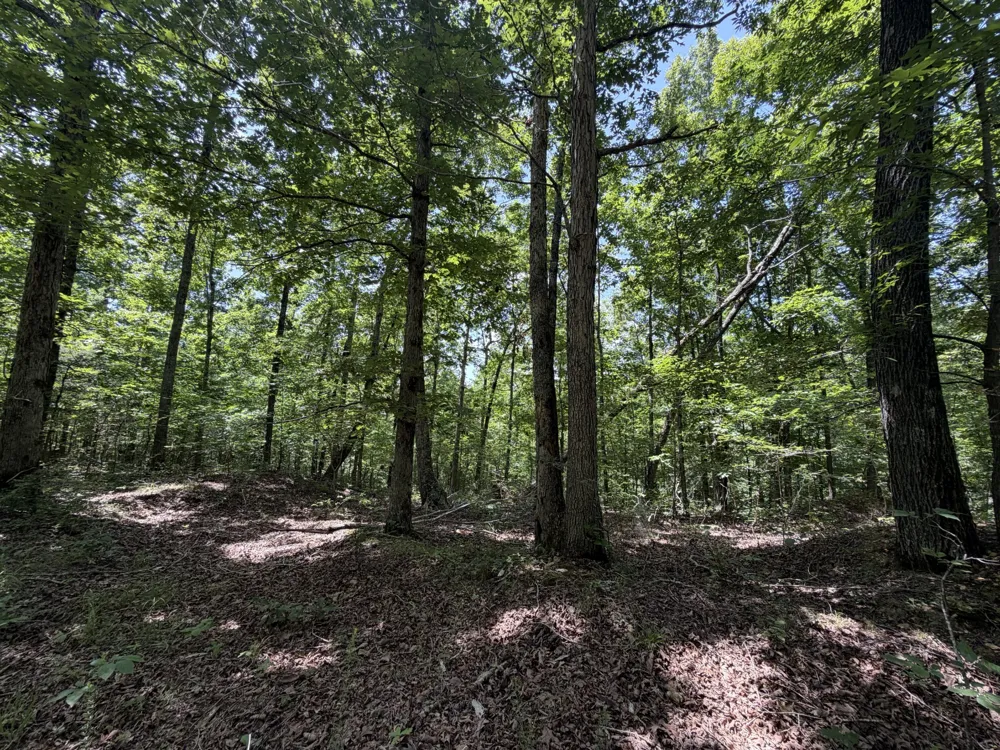 215 Bar Bee Rd Hohenwald, TN 38462