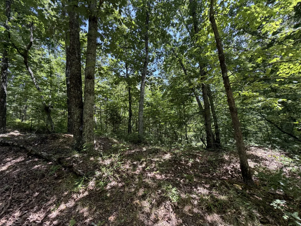 215 Bar Bee Rd Hohenwald, TN 38462