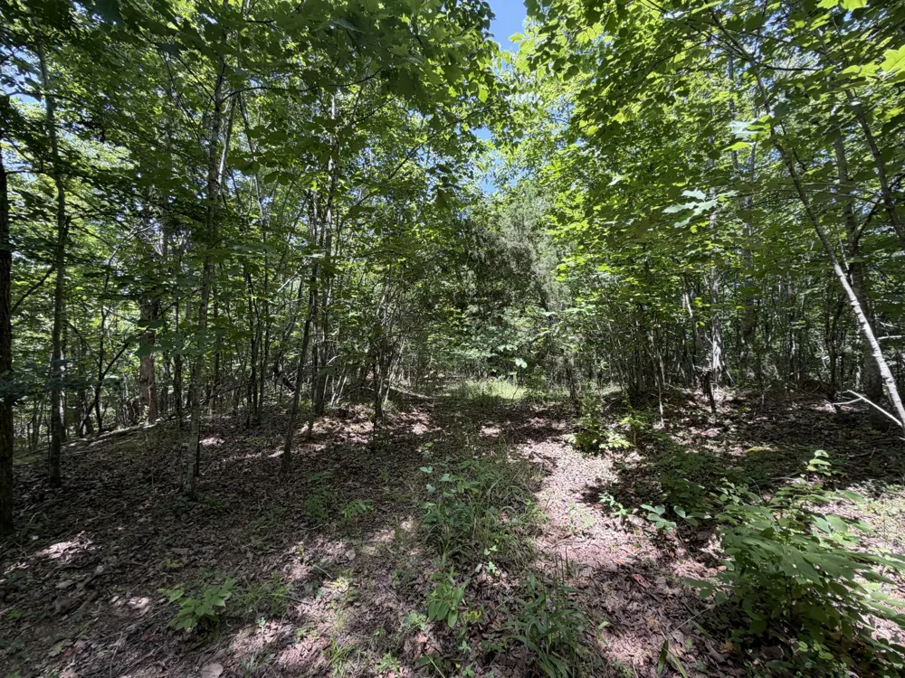 215 Bar Bee Rd Hohenwald, TN 38462