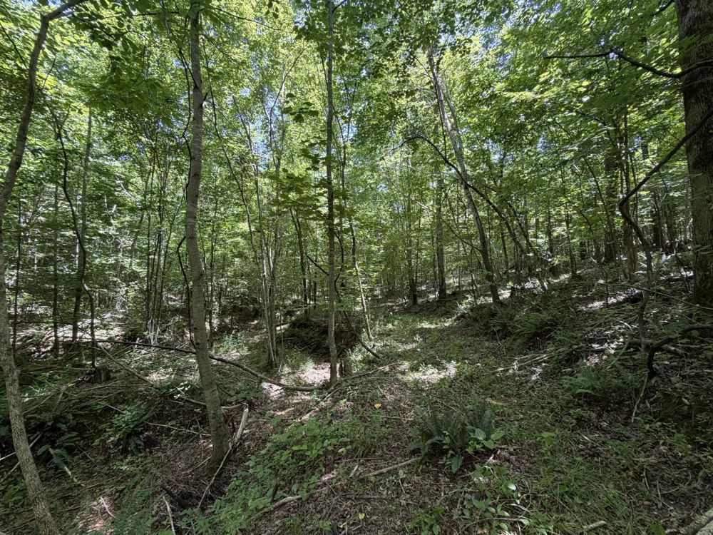 215 Bar Bee Rd Hohenwald, TN 38462