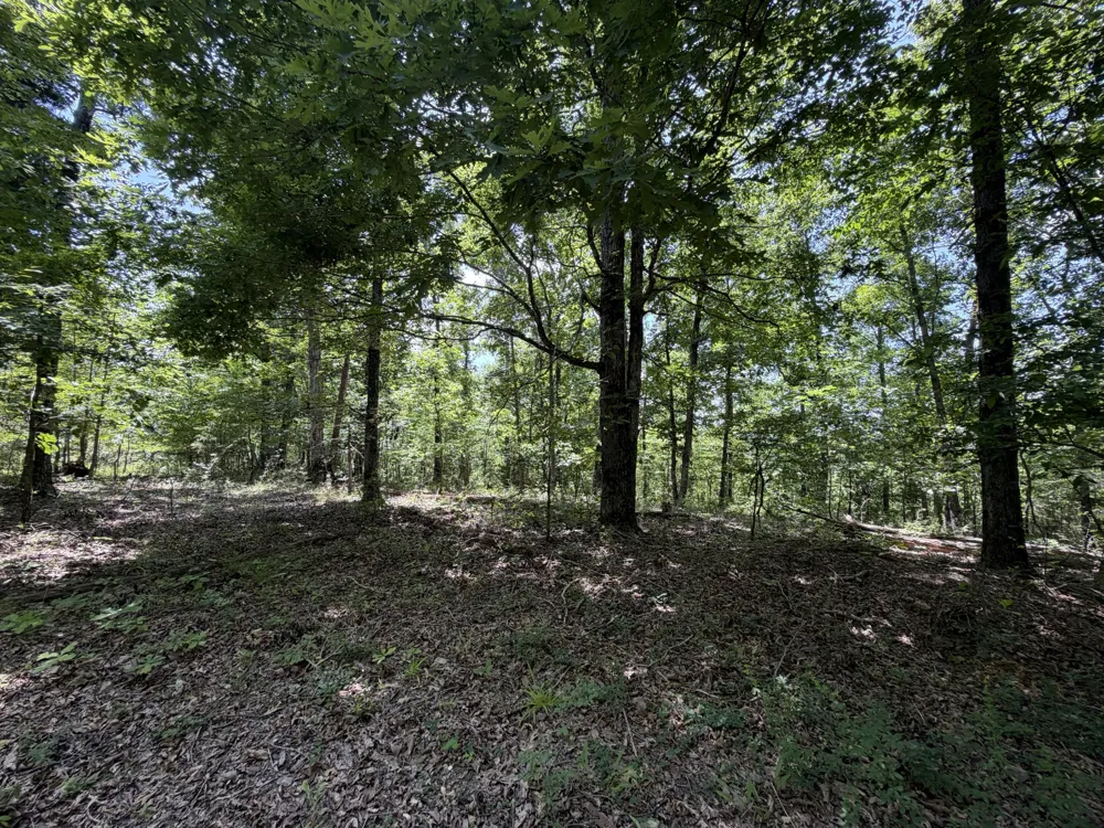 215 Bar Bee Rd Hohenwald, TN 38462