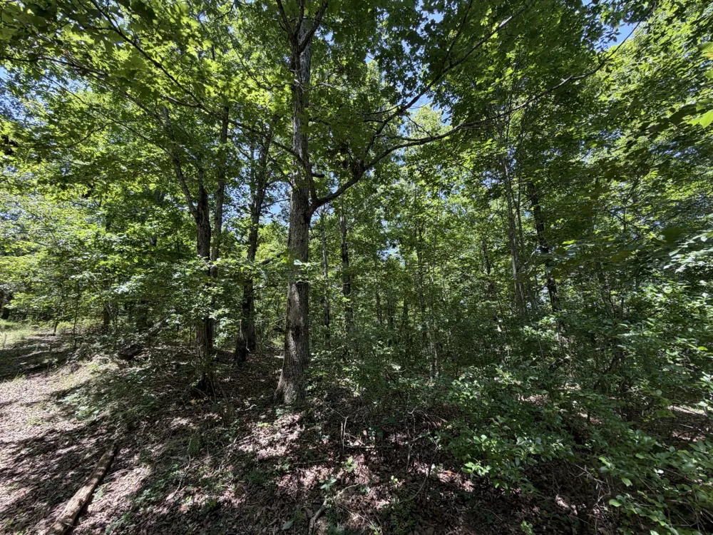 215 Bar Bee Rd Hohenwald, TN 38462
