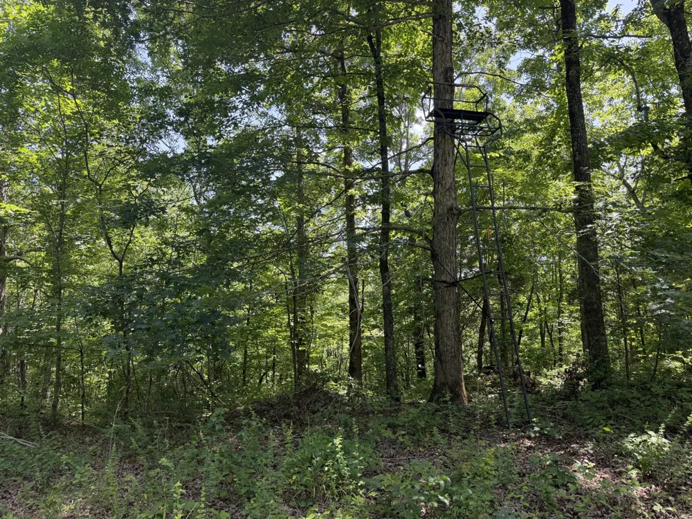 215 Bar Bee Rd Hohenwald, TN 38462
