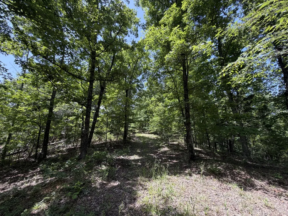 215 Bar Bee Rd Hohenwald, TN 38462