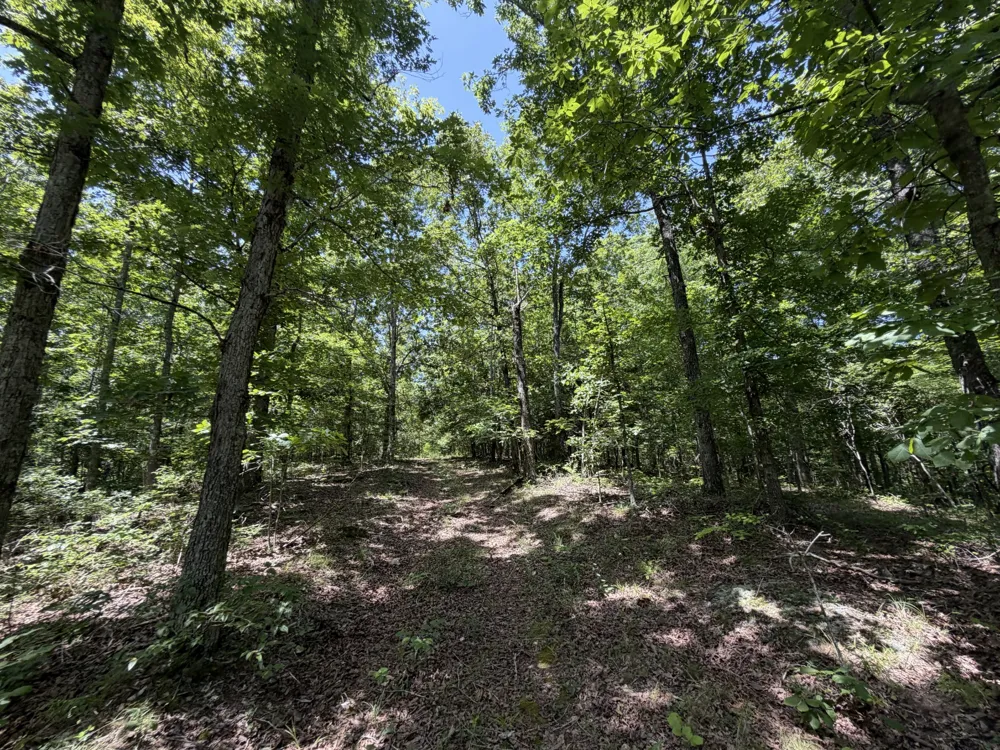 215 Bar Bee Rd Hohenwald, TN 38462