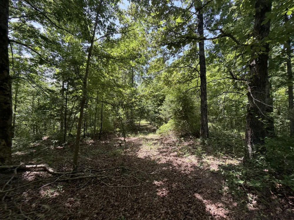 215 Bar Bee Rd Hohenwald, TN 38462