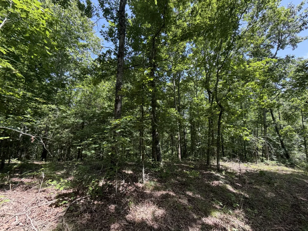 215 Bar Bee Rd Hohenwald, TN 38462