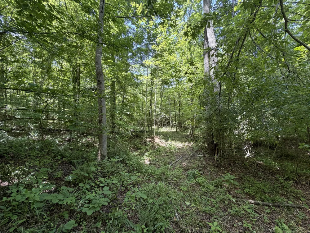 215 Bar Bee Rd Hohenwald, TN 38462