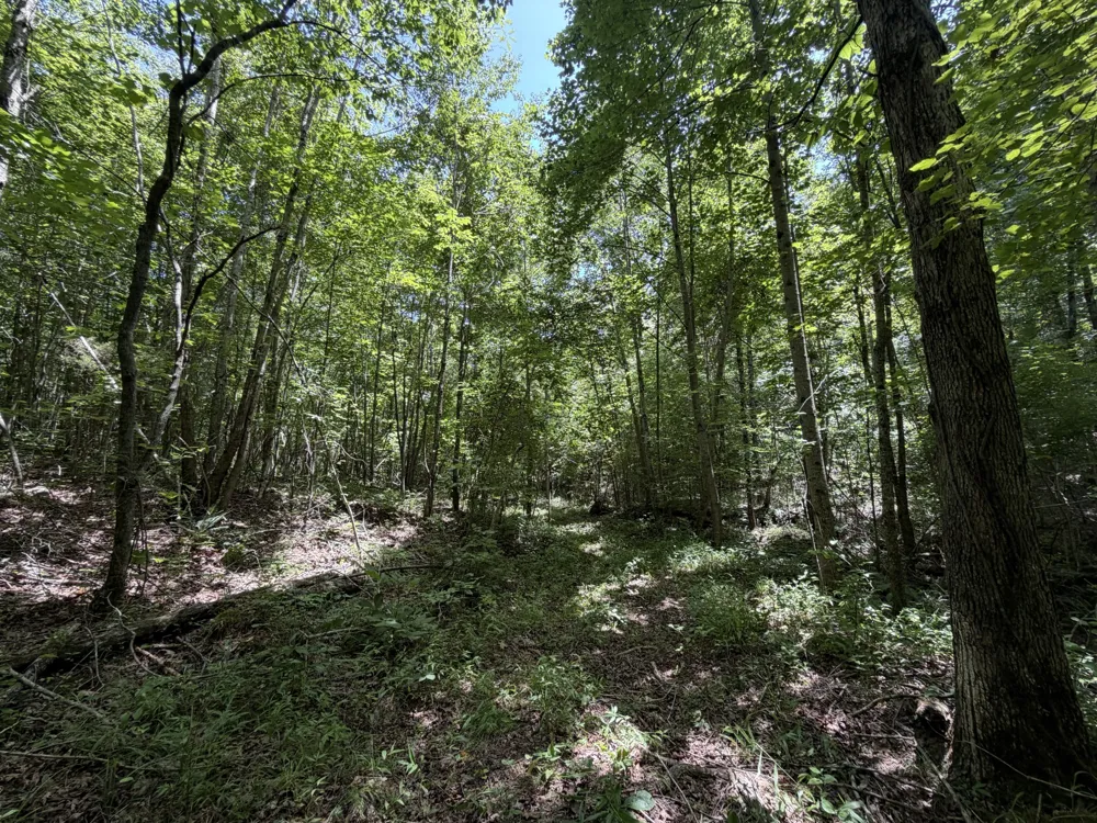 215 Bar Bee Rd Hohenwald, TN 38462