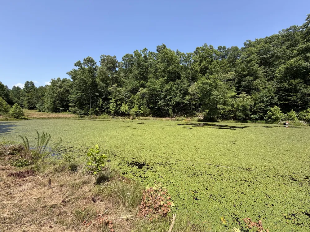 215 Bar Bee Rd Hohenwald, TN 38462
