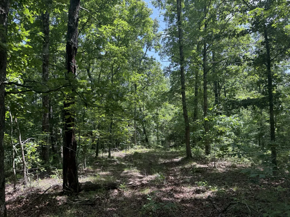 215 Bar Bee Rd Hohenwald, TN 38462
