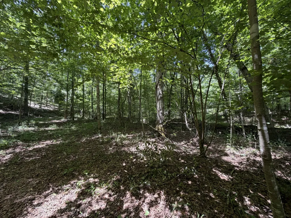 215 Bar Bee Rd Hohenwald, TN 38462
