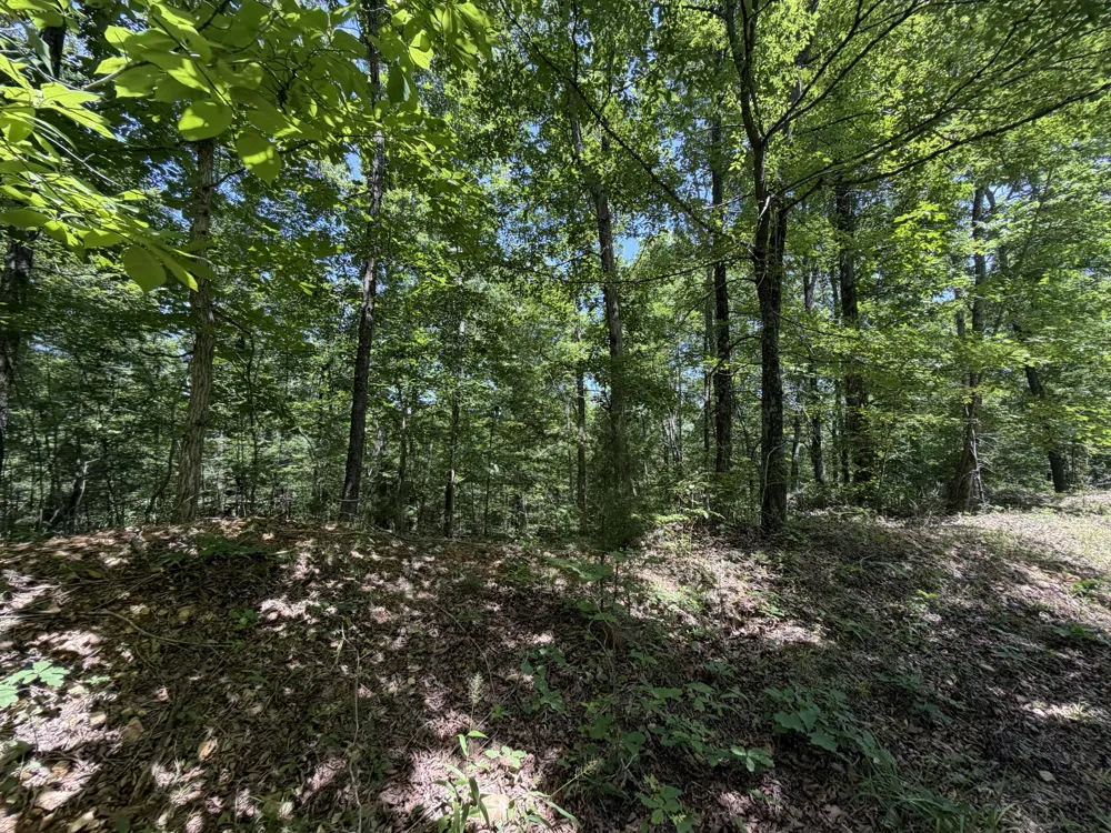 215 Bar Bee Rd Hohenwald, TN 38462