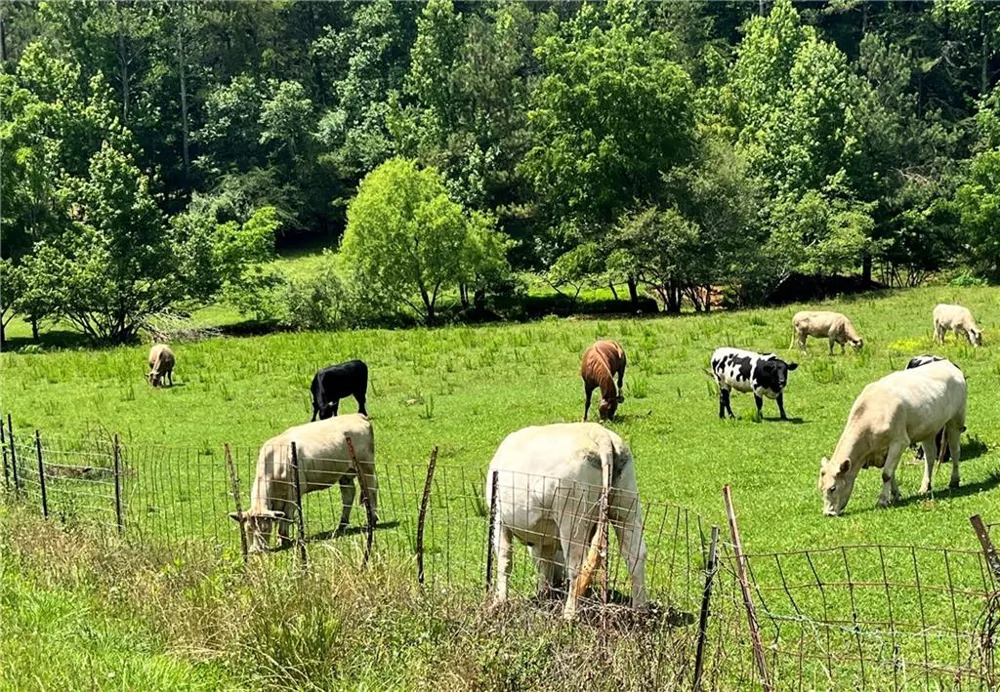 00 Freeman View Trail Cleveland, GA 30528