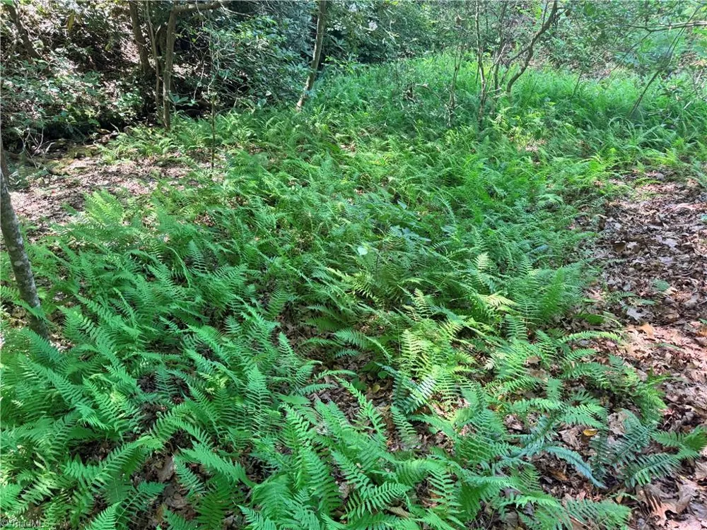 Lot 23 Green Pasture Lane Ferguson, NC 28624