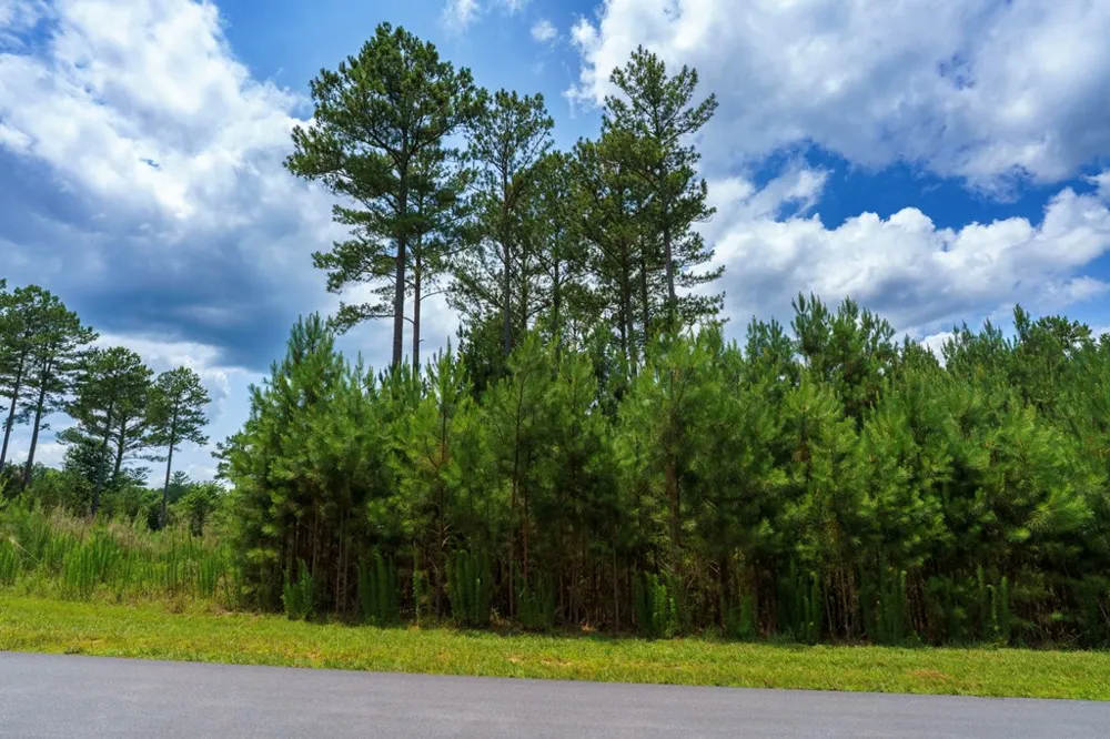 Lot 343 Loop Lane Blairsville, GA 30512