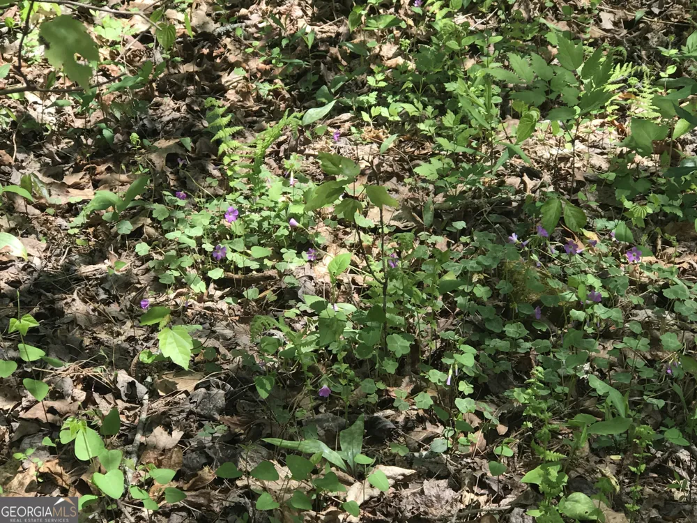 0 Damascus RD Ball Ground, GA 30107