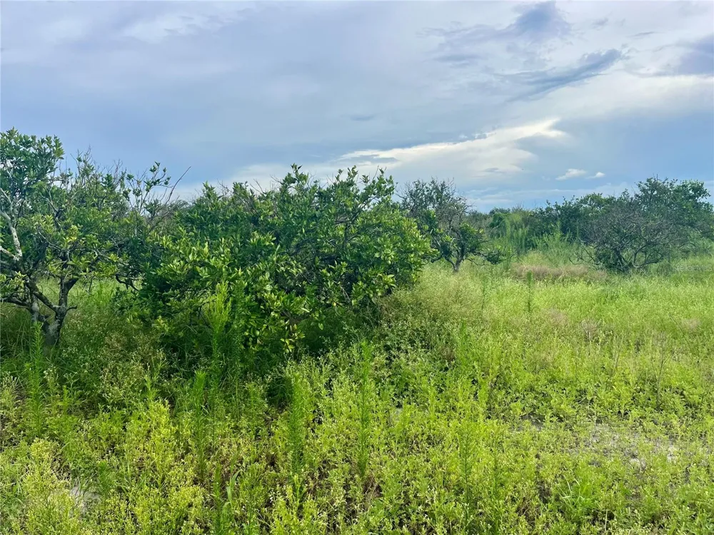 HAYMAN ROAD Wauchula, FL 33873