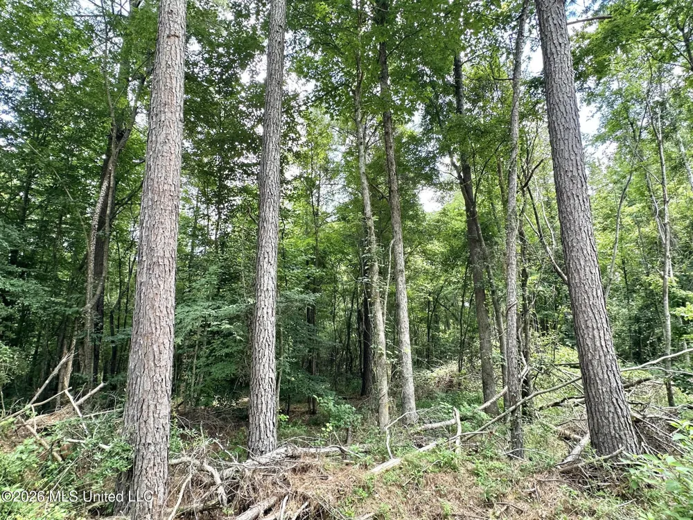 1 Highway 35 Carthage, MS 39051