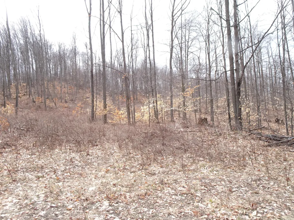 Chief Road Bear Lake, MI 49614