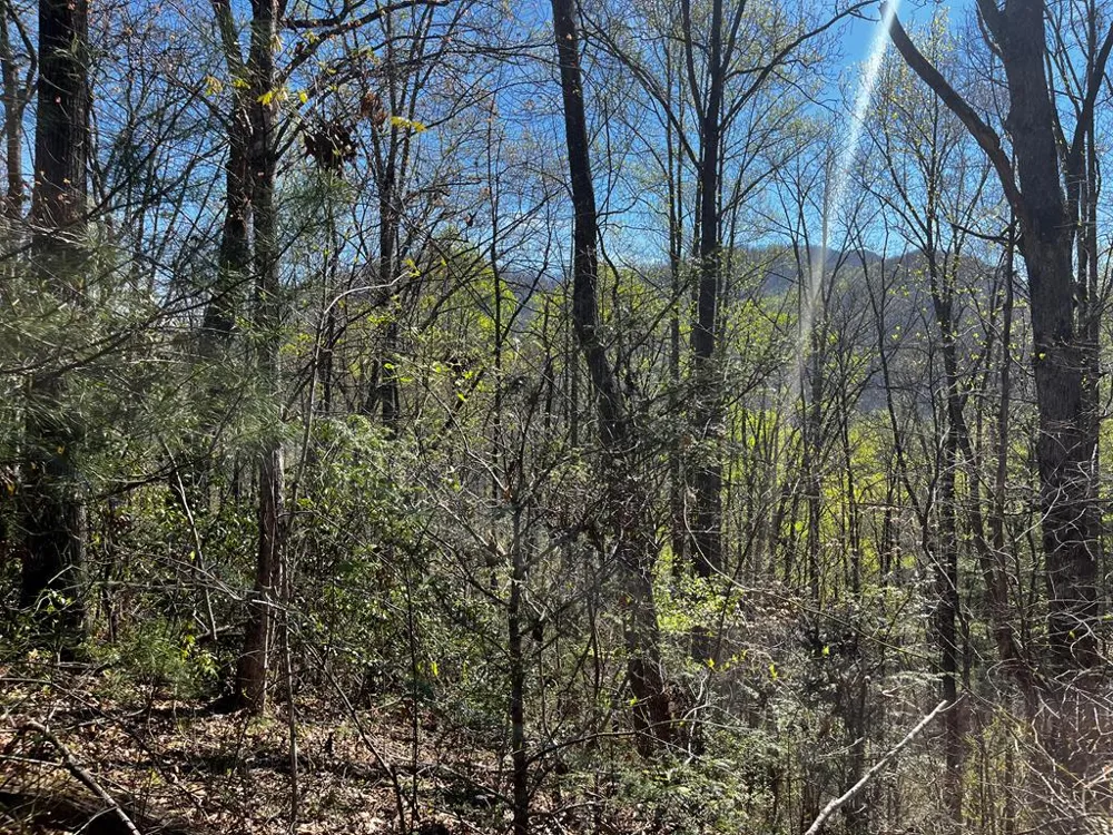 Leon Barron Rd Sylva, NC 28779