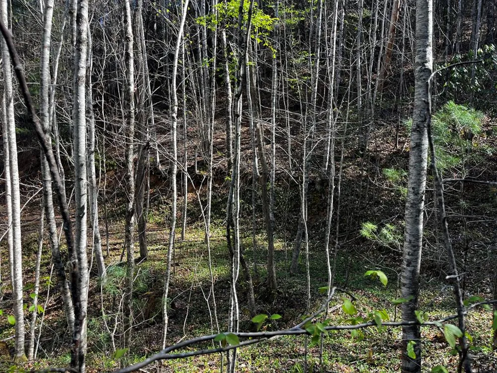 Leon Barron Rd Sylva, NC 28779