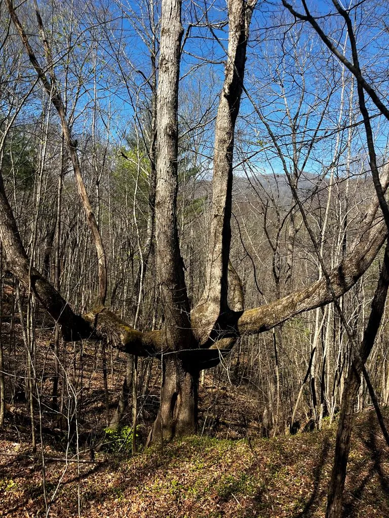 Leon Barron Rd Sylva, NC 28779