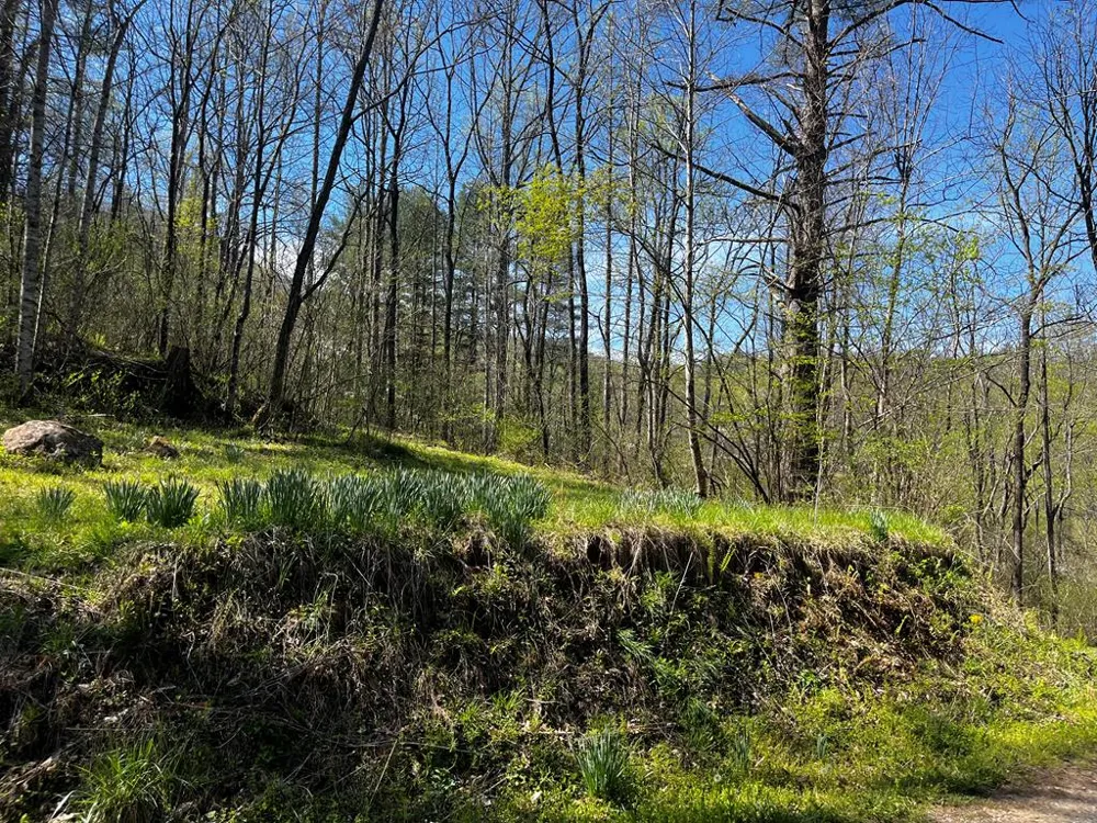 Leon Barron Rd Sylva, NC 28779