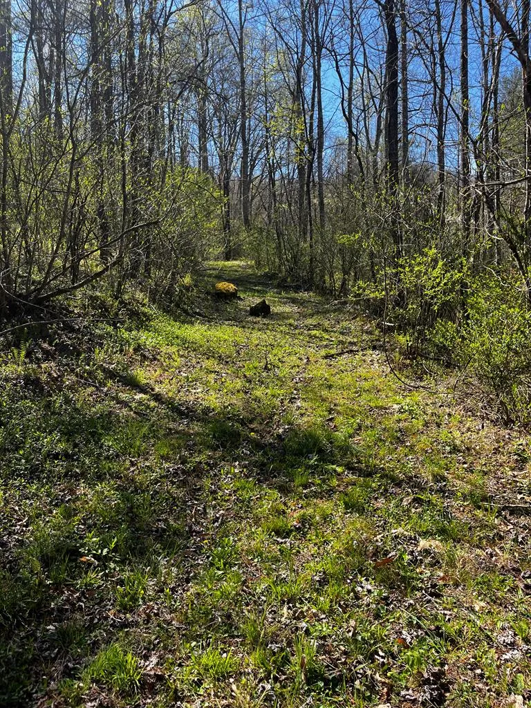 Leon Barron Rd Sylva, NC 28779