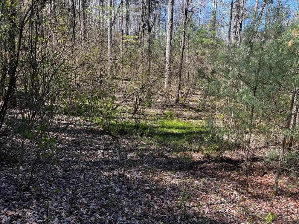 Leon Barron Rd Sylva, NC 28779
