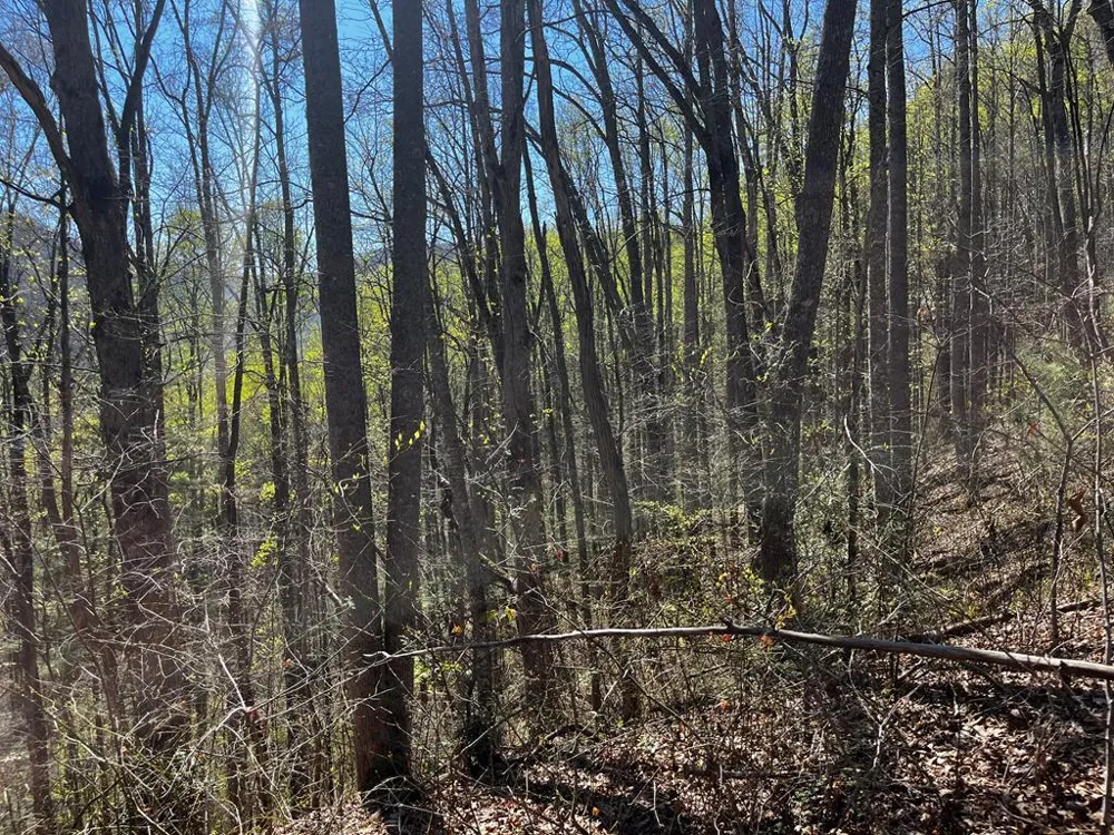 Leon Barron Rd Sylva, NC 28779