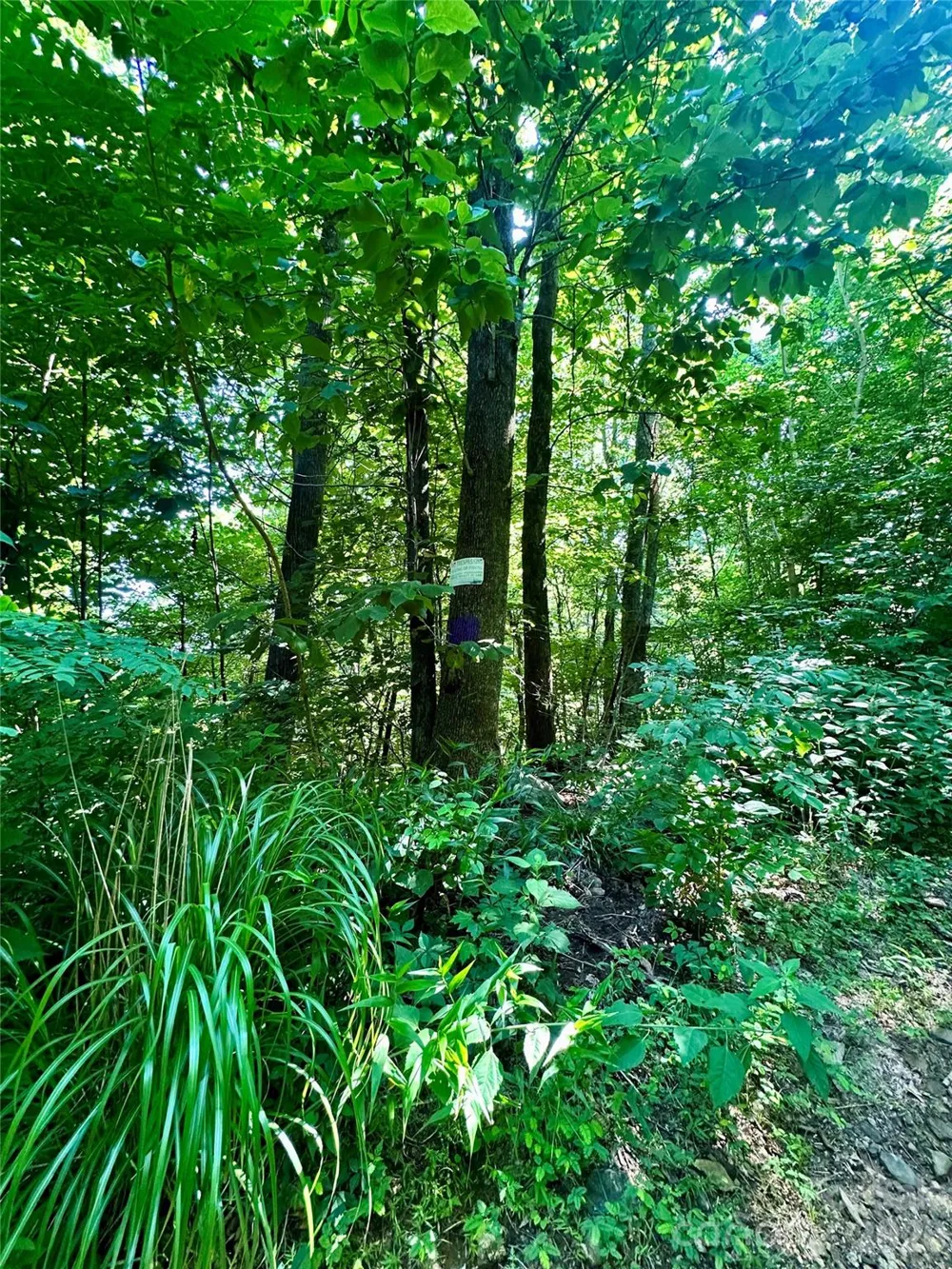 75 Fork Creek Road Saluda, NC 28773