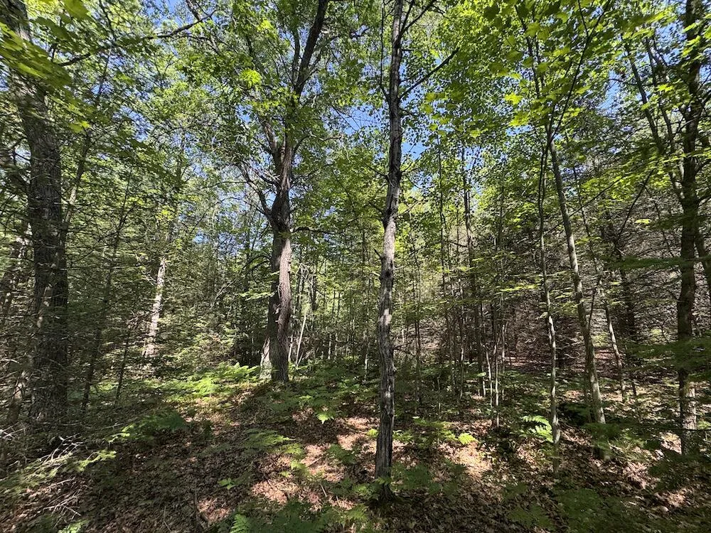 S Loxley Road Houghton Lake, MI 48629