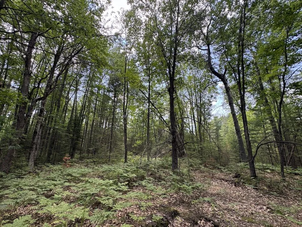 S Loxley Road Houghton Lake, MI 48629
