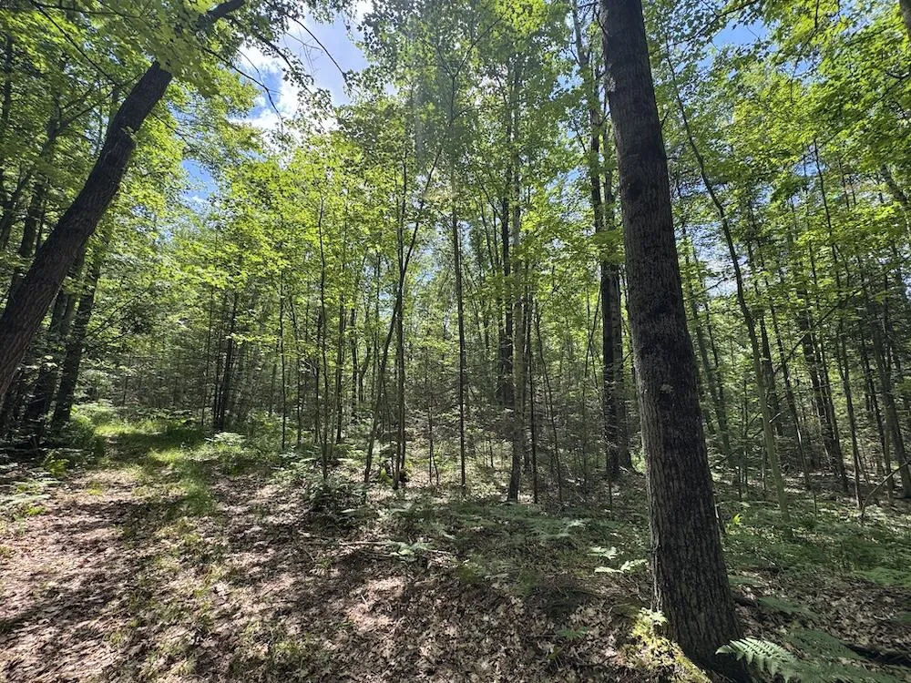S Loxley Road Houghton Lake, MI 48629